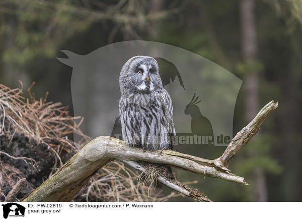 Bartkauz / great grey owl / PW-02819