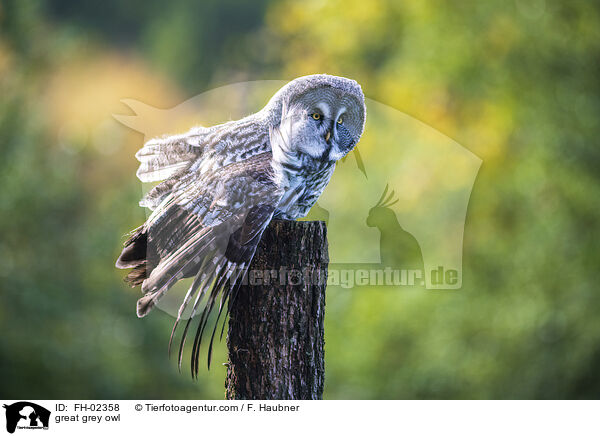 Bartkauz / great grey owl / FH-02358