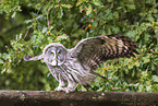 great grey owl