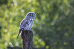 great grey owl