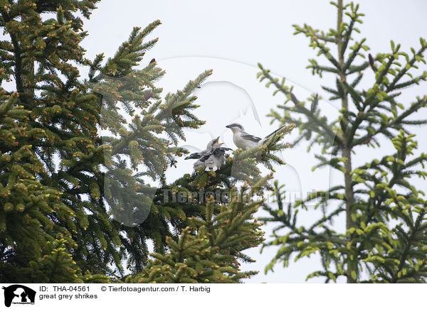 great grey shrikes / THA-04561