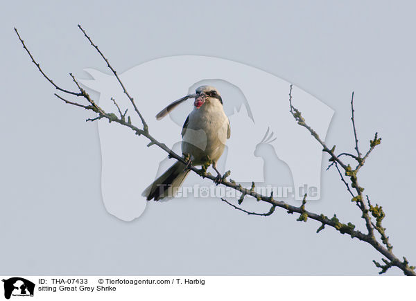 sitting Great Grey Shrike / THA-07433