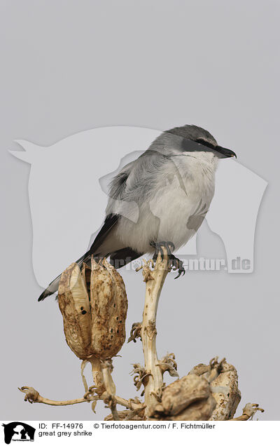 great grey shrike / FF-14976