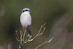 great grey shrike