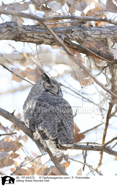 sitzender Virginia-Uhu / sitting Great Horned Owl / FF-09372