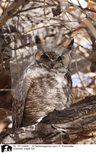 Virginia-Uhu / american eagle owl / FF-14609