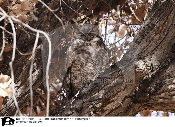 american eagle owl / FF-14684