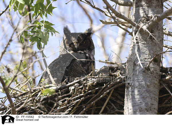 Virginiauhu / Great horned owl / FF-15582