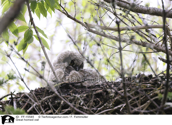 Virginiauhu / Great horned owl / FF-15585