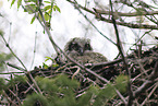 Great horned owl