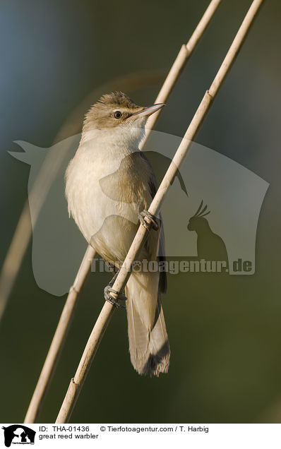 Drosselrohrsnger / great reed warbler / THA-01436