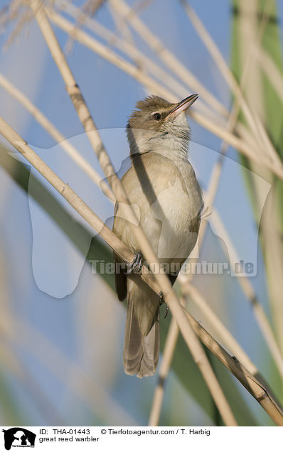 Drosselrohrsnger / great reed warbler / THA-01443