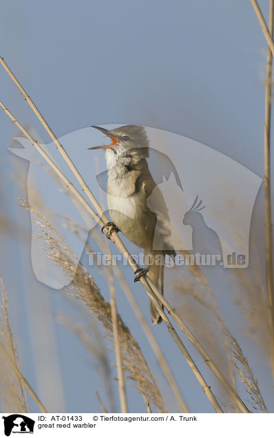 Drosselrohrsnger / great reed warbler / AT-01433