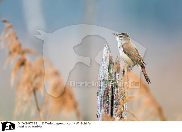 Drosselrohrsnger / great reed warbler / WS-07688