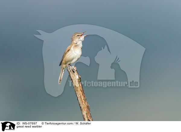 Drosselrohrsnger / great reed warbler / WS-07697