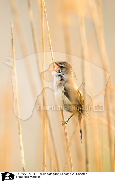 Drosselrohrsnger / great reed warbler / WS-07704