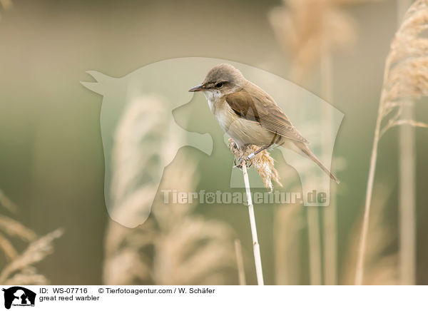 Drosselrohrsnger / great reed warbler / WS-07716