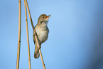 great reed warbler