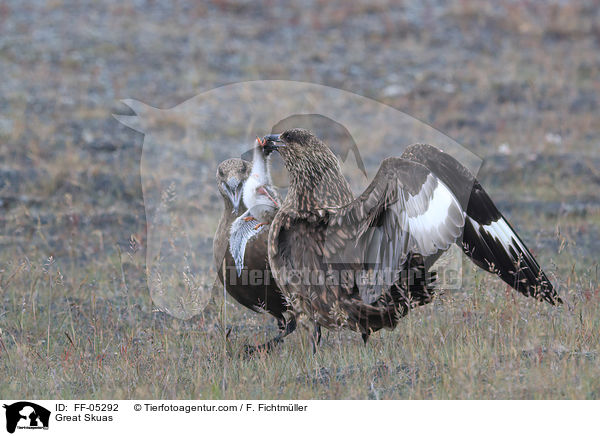 Groe Raubmwen / Great Skuas / FF-05292