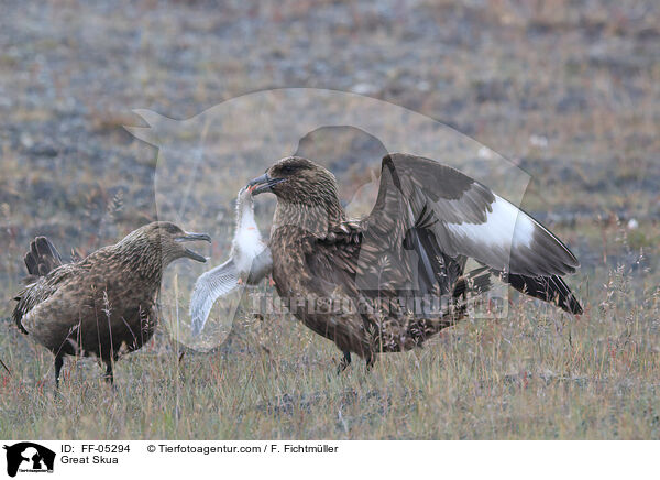 Groe Raubmwe / Great Skua / FF-05294