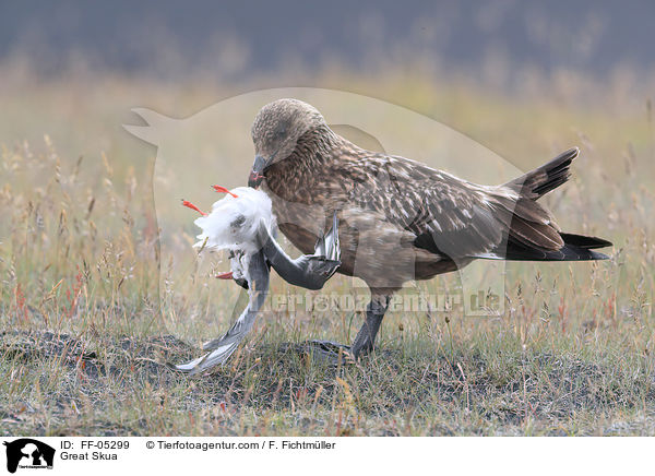 Groe Raubmwe / Great Skua / FF-05299