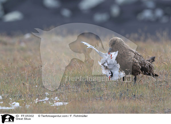 Groe Raubmwe / Great Skua / FF-05302