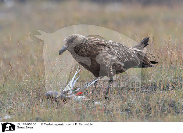 Groe Raubmwe / Great Skua / FF-05306