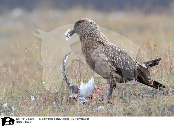 Groe Raubmwe / Great Skua / FF-05307