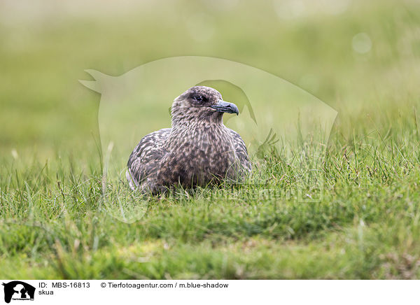 skua / MBS-16813