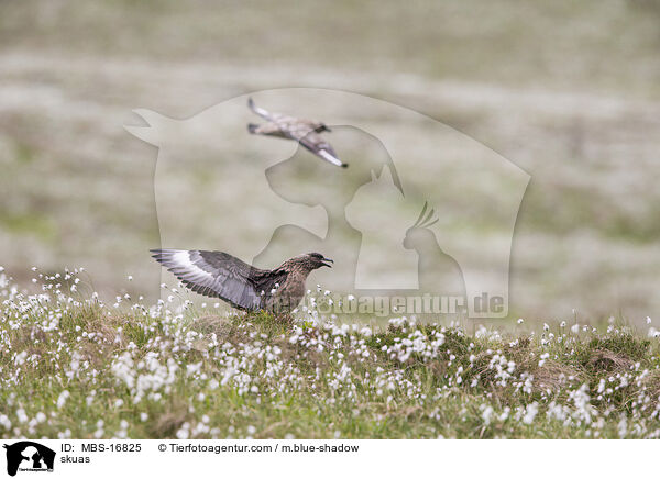 Groe Raubmwen / skuas / MBS-16825