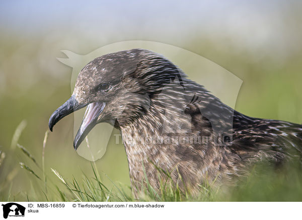 Groe Raubmwe / skua / MBS-16859