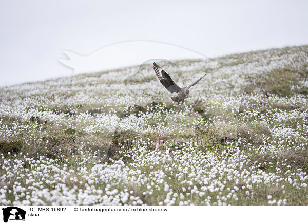 Groe Raubmwe / skua / MBS-16892