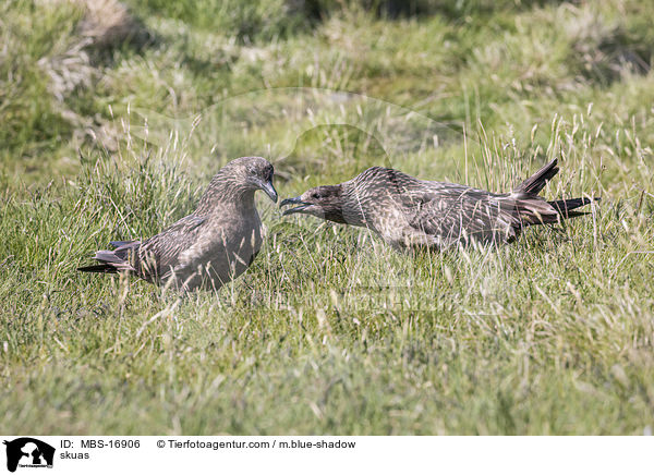 Groe Raubmwen / skuas / MBS-16906