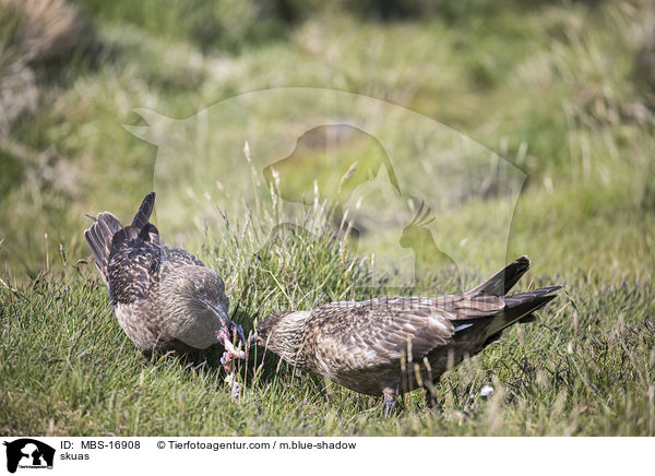 skuas / MBS-16908