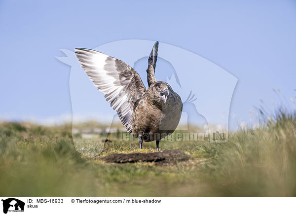 Groe Raubmwe / skua / MBS-16933