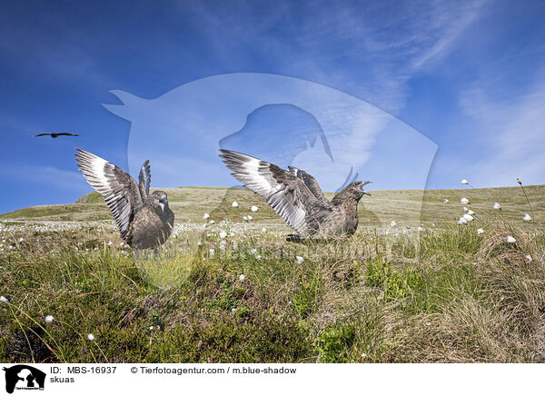 Groe Raubmwen / skuas / MBS-16937