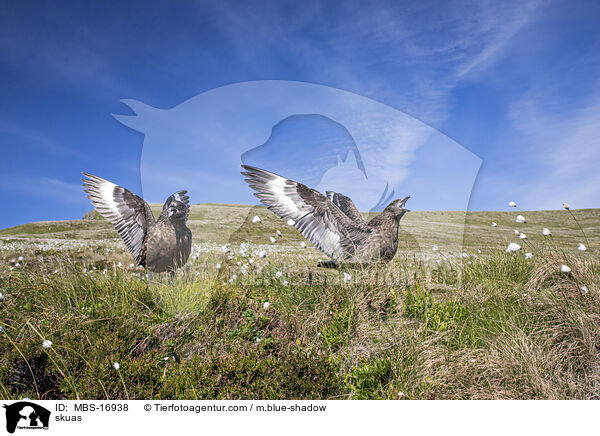 Groe Raubmwen / skuas / MBS-16938