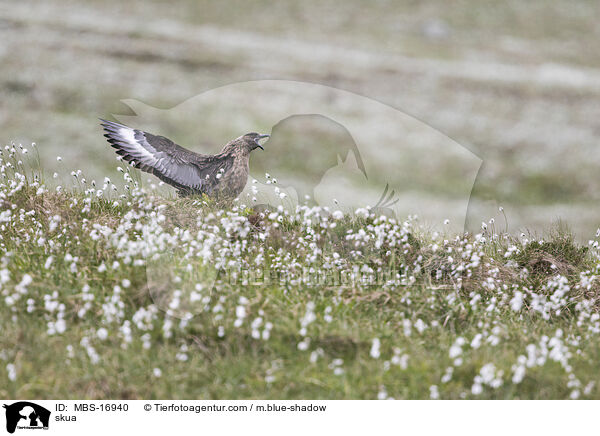 Groe Raubmwe / skua / MBS-16940