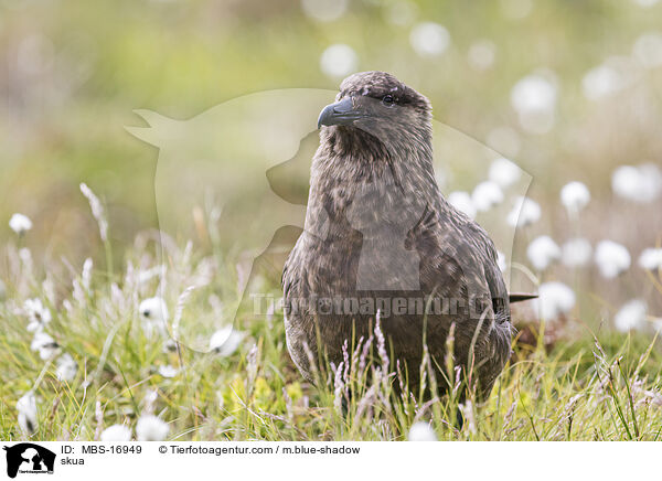 Groe Raubmwe / skua / MBS-16949