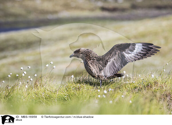 Groe Raubmwe / skua / MBS-16958