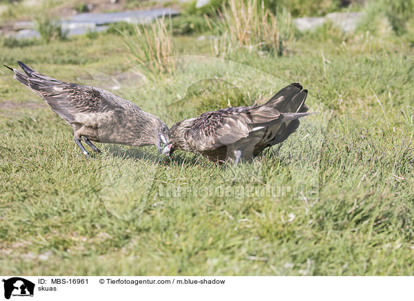 Groe Raubmwen / skuas / MBS-16961