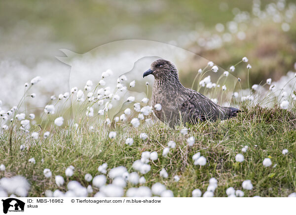 Groe Raubmwe / skua / MBS-16962