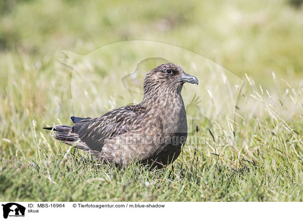 Groe Raubmwe / skua / MBS-16964