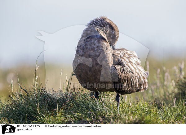 Groe Raubmwe / great skua / MBS-17175