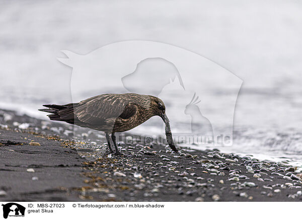 great Skua / MBS-27023