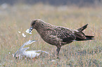 Great Skua