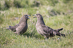 skuas