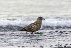 great Skua