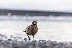 great Skua