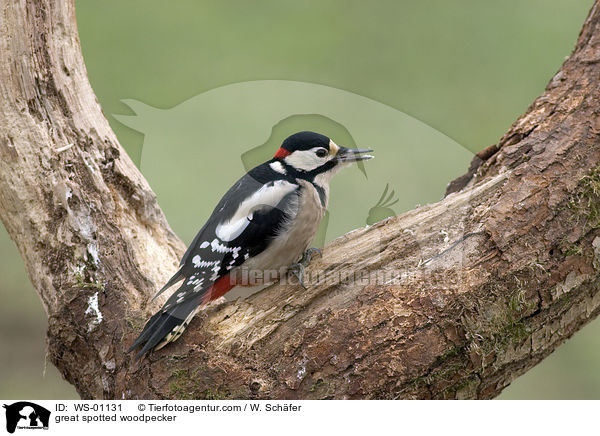 Buntspecht / great spotted woodpecker / WS-01131